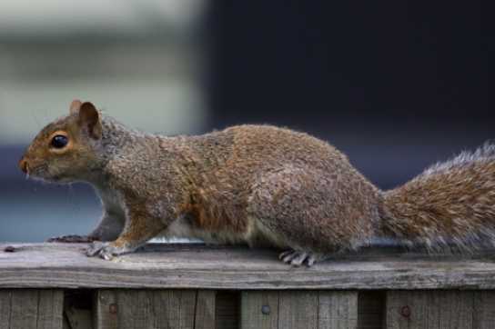 11 June 2022 - 16-38-10

-----------------
Grey squirrel in Dartmouth, Devon